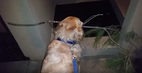 This Adorable Pup Carries A Huge Branch Up The Stairs And Scraps The Walls!