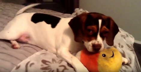This Pup Has Cute Little Toys To Play With... And She Shows Them To The World!
