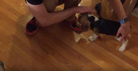 When Dinner's Ready, This Pup Won't Hesitate Because He Absolutely Loves Food!