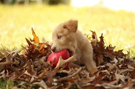 Here's Another Reason Why You Should Adopt And Not Shop For Your Puppy