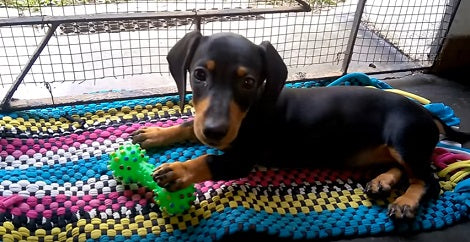 Is Your Dog Exposed To The Zika Virus?