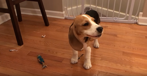 This Pup Absolutely Loves Gnawing On His Chewy Stick Enjoying Life's Simplest Pleasures!