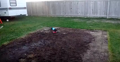 This Adorable Pup Just Spotted A Toy Car. How She Reacts? Hilarious!