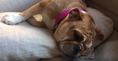This Adorable Pup Is About To Fall Asleep, And You Don't Want To Miss It!