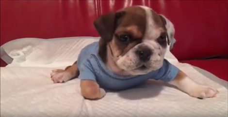 This Adorable Pup Was Rescued From A Breeder, But His Transformation Is Epic!