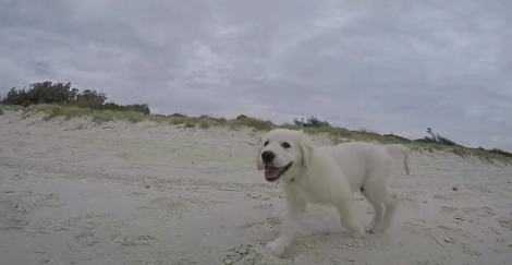 How This Adorable Pup Enjoys His Day At The Beach Will Make You Jealous!