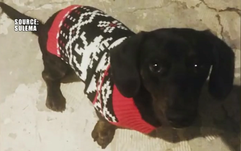 Neighbors Say Someone Stole Their Pup Right Out Their Backyard Leaving Children Devastated