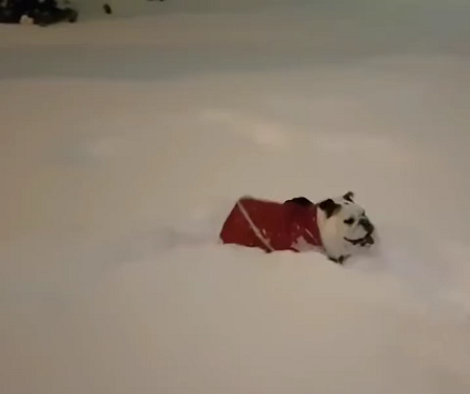 How This Pup Enjoys In The Snow Will Leave You Laughing!