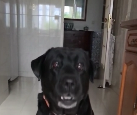 This Pup Has Become A Boss At Catching Treats Mid-Air! Check It Out!