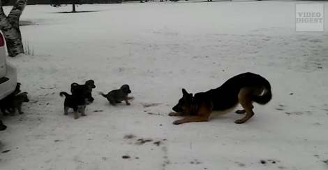 Loving Father Teaches His Pups How Playing Is Really Done! Awww!!
