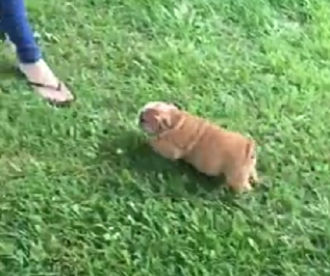 This Pup's First Time Running Outside Is Definitely Going To Melt Your Heart!