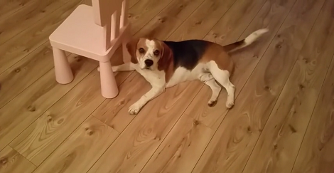 Daddy Asks His Pup To Play Dead... But The Smart Pup Has Other Plans!