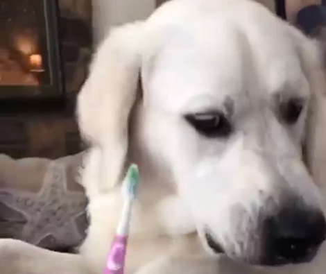What Happens When Your Pup Doesn't Want To Brush His Teeth?