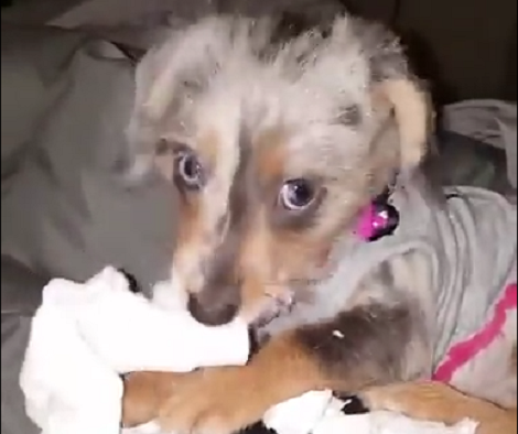 This Adorable Pup Got Caught Eating Paper Towels And Pretends Its Not A Big Deal