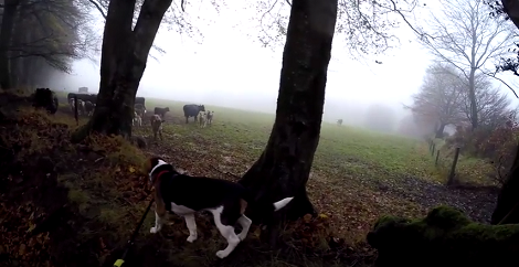 This Adorable Pup Is Having The Time Of His Life Today Visiting The Hills For The First Time!