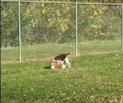 This Adorable Pup Is Fully Inspecting The New Dog Park Before Having Any Fun!