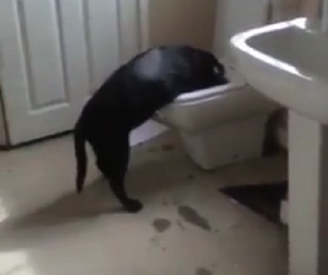 When No One's Looking, This Pup Sneaks Into The Bathroom To 'Dig it up'!