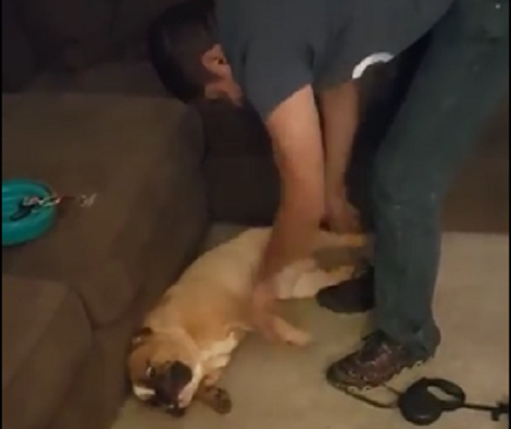 This Lazy Pup Doesn't Want To Go Home Just Yet No Matter What Daddy Does!