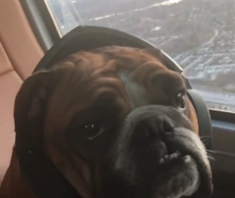 This Pup Has No Fear And Today He And His Siblings Are Enjoying A Helicopter Ride!