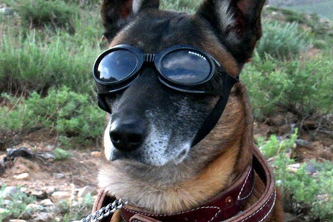 Are You A German Shepherd Parent? Well, You'll Want To See These Christmas Gifts!