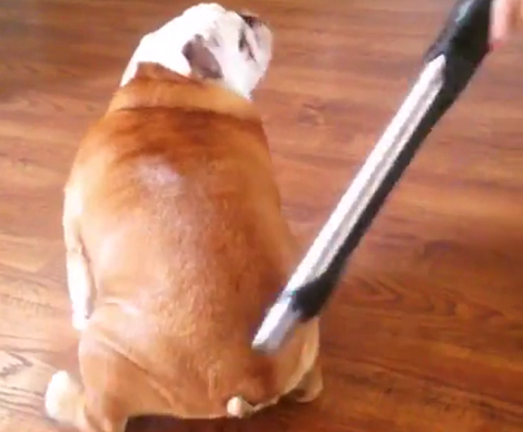 This Pup Absolutely Adores The Vacuum Cleaner And Now We Know Why!