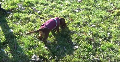 This Pup Has Learned To Walk On A Leash, But Doesn't Like It At All! Aww!!
