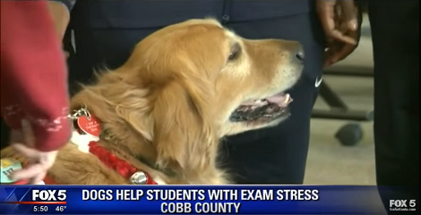 Therapy Dogs Visit School To Help Students Cope With Exam Stress!