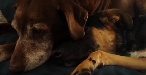 These Two Pups Cuddling With Each Other Is Definitely Going To Make You Smile!