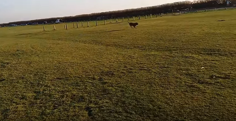 Adorable Pup Enjoys Her Day Because She's Out On An Adventure In A Field!