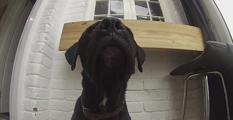 This Pup Is About To Catch His Treat In Slo-Mo To Dramatic Music!
