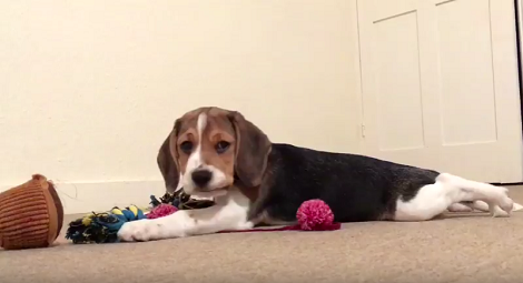 This Pup Was Afraid Of His Toy Duck But Then He Learned To Face His Fears!