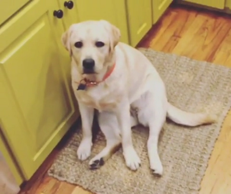 This Adorable Pup Can't Imagine A Minute Without Mommy... So He Stalks Her!