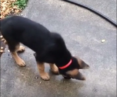 This Adorable Pup Spots Her Shadow, Then Tries To Intimidate Herself!