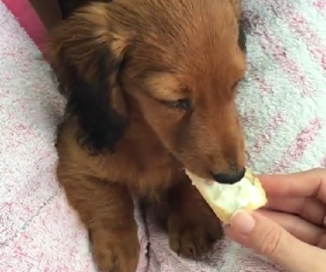For This Pup, There's Nothing More Soothing Than Some Nice Ice Cream!
