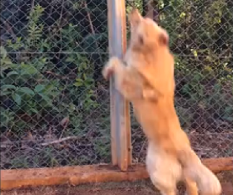 Watch How This Adorable Pup Tries To Get A Rock Out Of The Fence!
