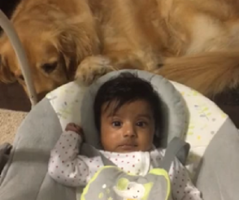 Watch How This Adorable Pup Pushes This Baby Sitting In His White Crib!