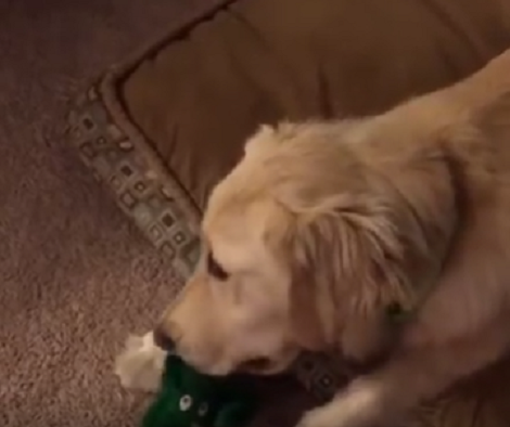 Daddy Has A Surprise For His Adorable Pup, But How She Reacts? Aww!!