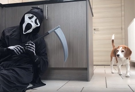 Dogs vs Ghostface: How Will The Pups React? Check This Out!