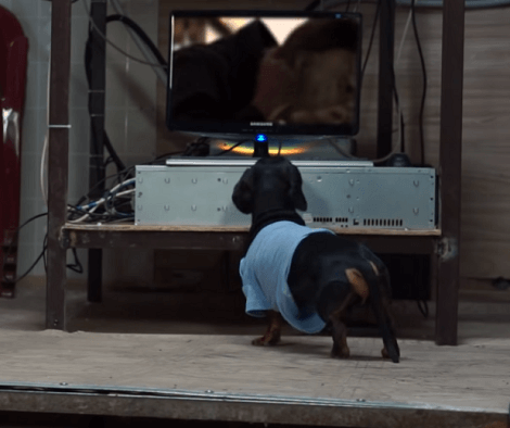 This Halloween Drive-In Theater Featuring This Adorable Pup Is Too Epic!