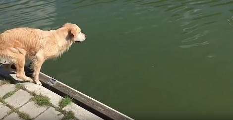This Pup Is About To Jump In The Water In Slo-Mo And There's Nothing More Beautiful!