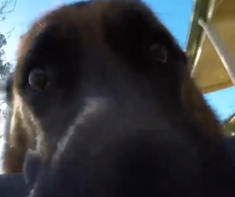 This Adorable Pup Has No Intention In Giving Dad His GoPro Back!