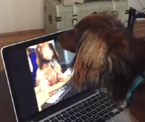 Adorable Puppy Finds Another Way To Communicate With Her Best Friend!
