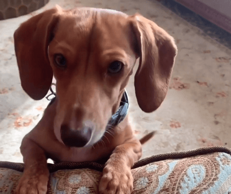 This Adorable Pup Knows Exactly What To Do When He Wants Attention And Cuddles!