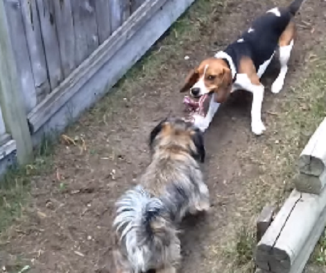 What Happens When Two Friends Get Together For Play Time?! This Is Adorable!