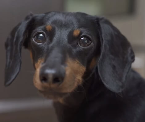 Eek!! This Adorable Pup Was Caught Smooching Another Pup!