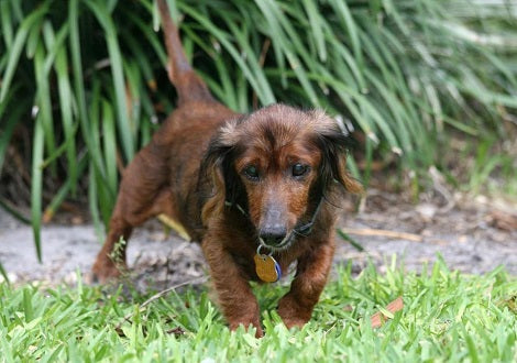 18-Year-Old Rescue Pup Is Living The Life Of His Dreams Fulfilling His Bucket List!
