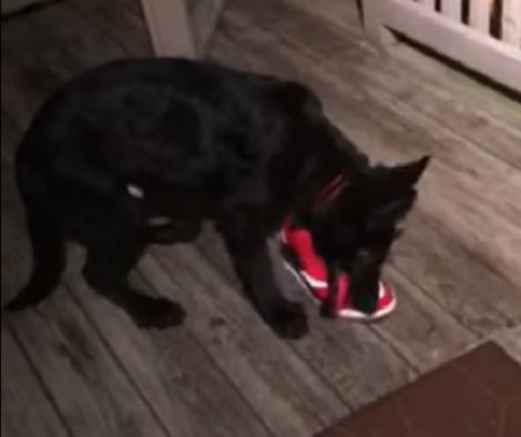 This 4 Month Old Pup Has Toys, But His Favorite Is This Shoe!
