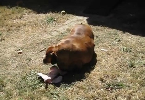 Dangerously Obese Pup Undergoes Major Transformation And Stuns Everyone