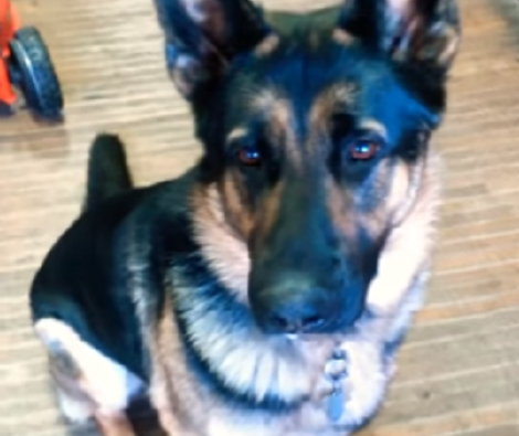 Mommy Decides To Play Hide-N-Seek With Her Pup - Gets Pleasantly Surprised!