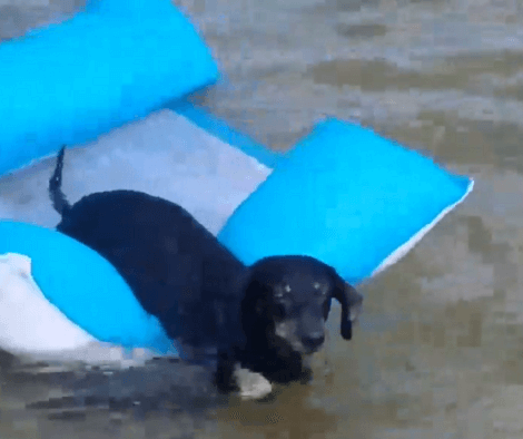 Wait Till You See What This Adorable Pup Has In Mind While Floating Around!
